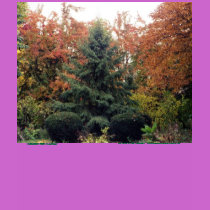 EVERGREEN TREE IN AUTUMN T-SHIRT