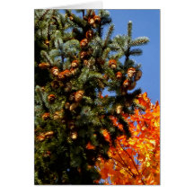 Evergreen with Pinecones Card