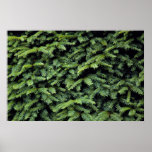 Evergreens texture posters