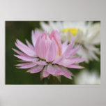 Everlasting Daisy Poster posters