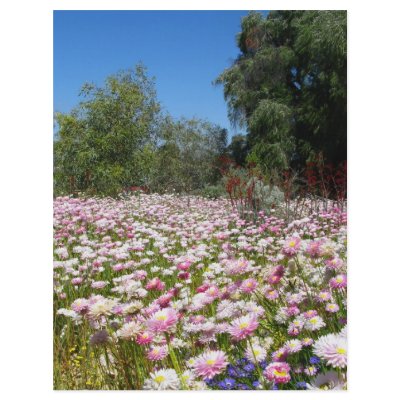 Everlasting Flower on Everlasting Flowers    King S Park  Perth Photograph By Mike Paget