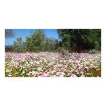 Everlasting Flowers photo cards by catchthenextwave Everlasting Flowers photo cards