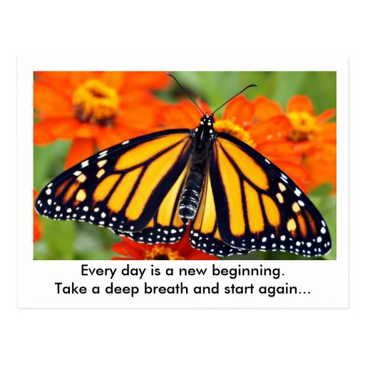 Every day is a new beginning...Monarch butterfly Postcard Zazzle