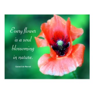 Every Flower Is A Soul...Poppy Photography & Quote Postcards
