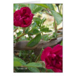 notecard, rose, thorn, red, pink, flower, paper,