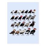 Every Vulture Postcards