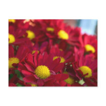 Everybody Has a Mum postcards by lioneyes Everybody Has a Mum postcards