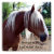 bad, hair, day, horse, hairstyle, beauty, parlour,