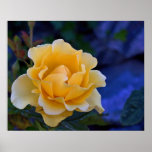 Everything's coming up roses ... poster