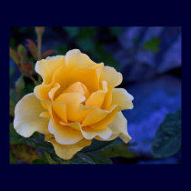 Everything's coming up roses ... posters