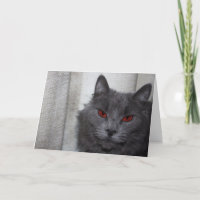 Evil cat card