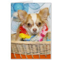 Evil - Long Hair Chihuahua -5 card