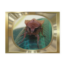 Evil moth 1 ~ postcard