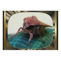Evil Moth 2 ~ ATC business cards