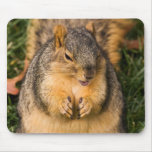 Evil Squirrel Mousepads