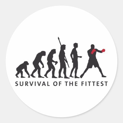 evolution boxing round stickers