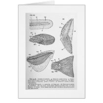 Evolution of caudal fin art card