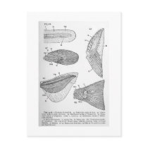 Evolution of caudal fin art postcard