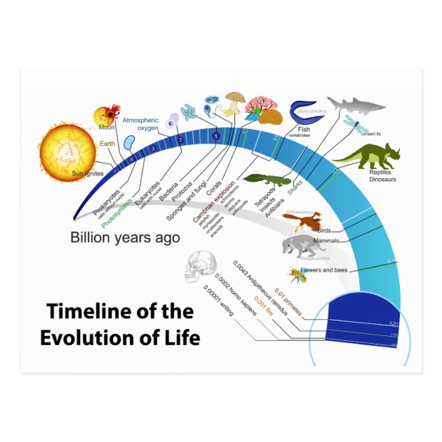 Evolution Of Life On Earth Timeline Diagram Postcard | Zazzle