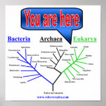 Evolutionary Tree Print