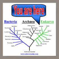 Evolutionary Tree posters