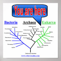Evolutionary Tree Print