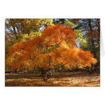 Ev's Tree Greeting Cards