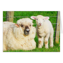 Ewe and Lamb cards