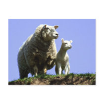 Ewe and Lamb Postcard postcards