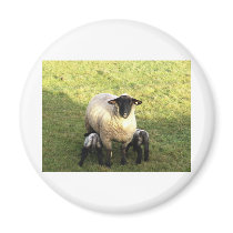 Ewe and lambs refrigerator magnets