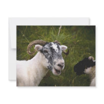Ewe Card / Invitation