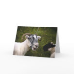 Ewe • Greeting Card