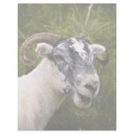 Ewe Letterhead
