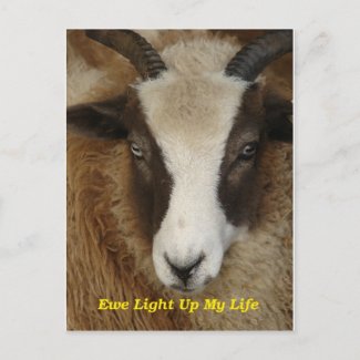 Ewe Light Up My Life postcard