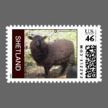 EWE ON A STAMP stamps