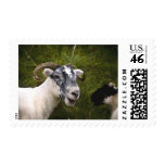 Ewe postage