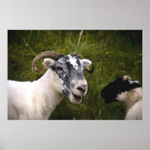 Ewe Poster