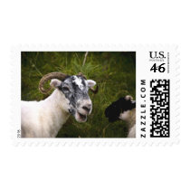 Ewe Stamp by SabineSt Ewe Stamp