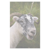 Ewe Stationery