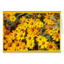 Ex Flower Show cards by picsofto Ex Flower Show cards