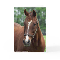 Exactly So Portrait cards