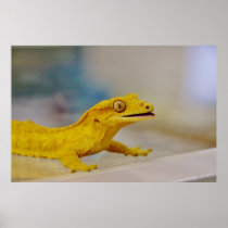 Excited Crested Gecko Posters
