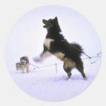 Excited sled dog stickers
