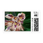 Excitement postage