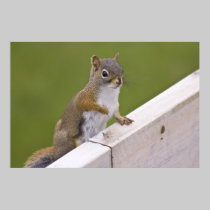 Excuse Me, Ma'am fine art print posters