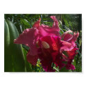 Exotic Beauty (2) posters by FIREHAWK Exotic Beauty (2) posters