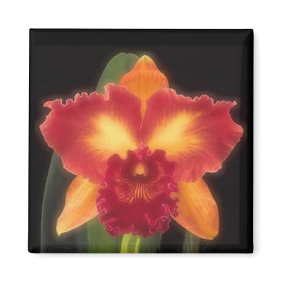 Exotic Beauty Magnet by SweetRascal