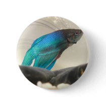 Exotic Betta Fish Closeup Pinback Buttons