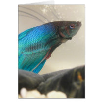 Exotic Betta Fish Closeup Greeting Cards