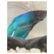 Exotic Betta Fish Closeup Flyer